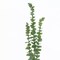 3 Frosted Green 30" Artificial Eucalyptus Leaves Sprays Stems Party Supplies